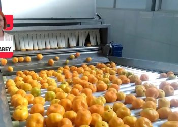 Jestin yazgısı ve portakallı kek