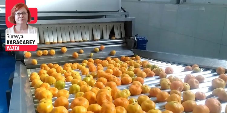 Jestin yazgısı ve portakallı kek