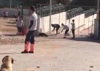 Konya’da köpeğe işkence: Barınak görevlisi 2 kişiye gözaltı