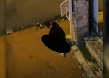 Köpeği boğarak öldürmeye çalışan şüpheli serbest bırakıldı!