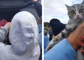 Köpeğin kürekle katledildiği barınağın aracında, poşet içinde kediler bulundu