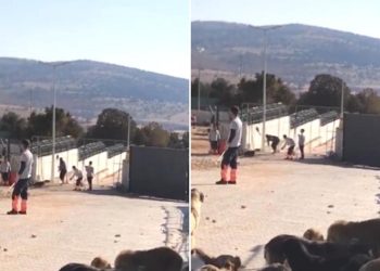 Köpek katliamıyla ilgili haberlere yasak geldi