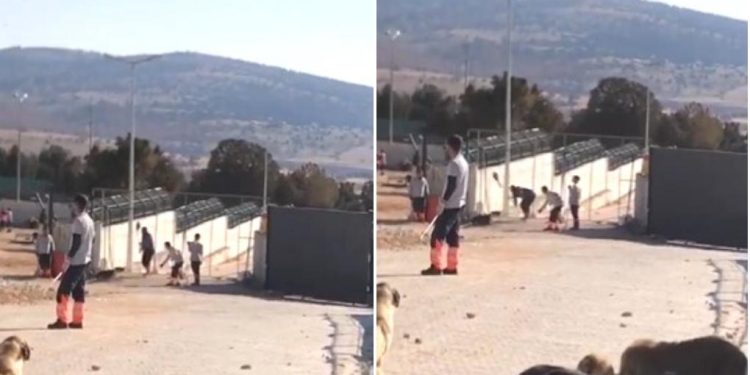 Köpek katliamıyla ilgili haberlere yasak geldi