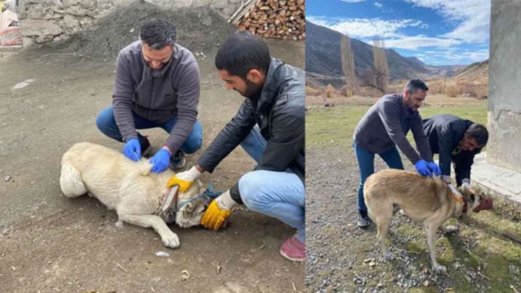 Ölen kedi kuduz çıktı, köy karantinaya alındı