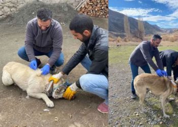 Ölen kedi kuduz çıktı, köy karantinaya alındı