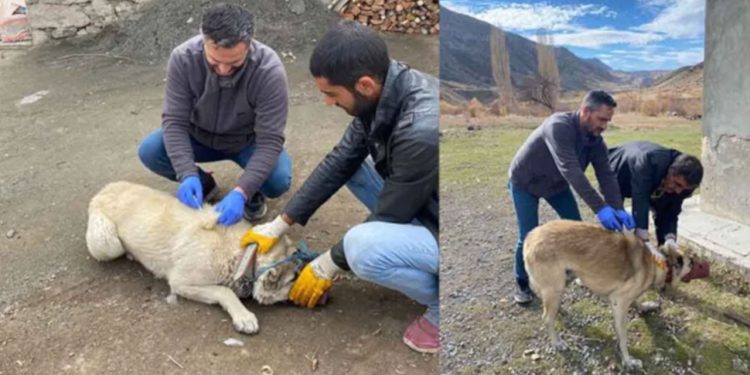 Ölen kedi kuduz çıktı, köy karantinaya alındı