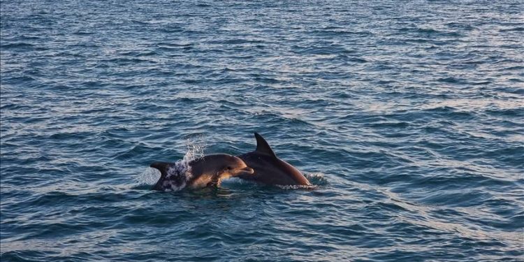 Rapor: Rusya-Ukrayna savaşının başlangıcından bu yana Karadeniz’de 700 yunus öldü