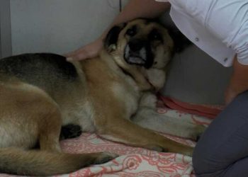 Sarıyer'de köpeği boğmaya çalışan saldırgan ikinci kez gözaltına alındıktan sonra tutuklandı