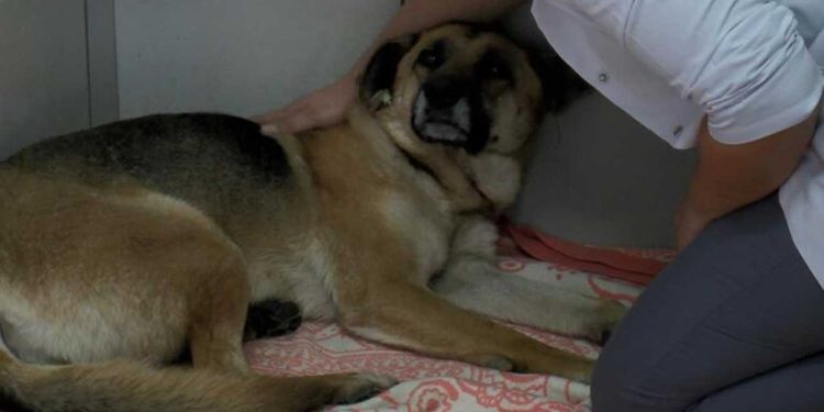 Sarıyer'de köpeği boğmaya çalışan saldırgan ikinci kez gözaltına alındıktan sonra tutuklandı