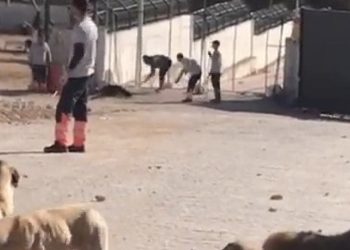 Tarım ve Orman Bakanlığı'ndan Konya Hayvan Barınağı açıklaması: Denetimlerde olumsuzlukla karşılaşılmadı