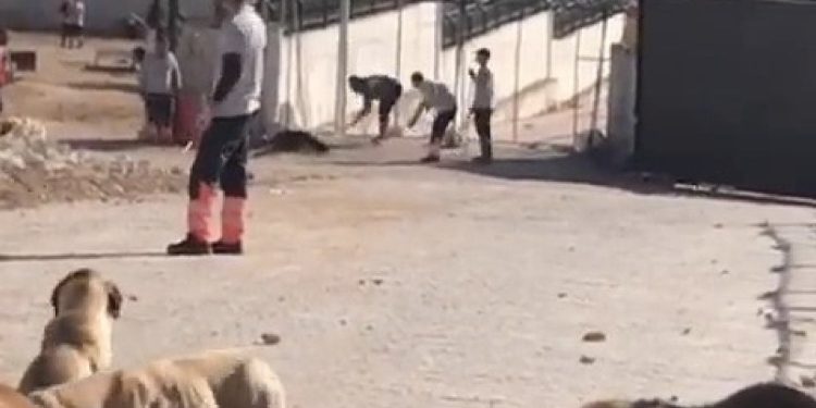 Tarım ve Orman Bakanlığı'ndan Konya Hayvan Barınağı açıklaması: Denetimlerde olumsuzlukla karşılaşılmadı