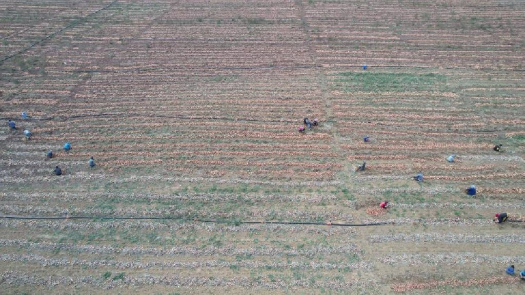 Üretici üretemiyor: "Eve soğanı pazardan götürüyoruz"