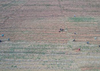 Üretici üretemiyor: "Eve soğanı pazardan götürüyoruz"