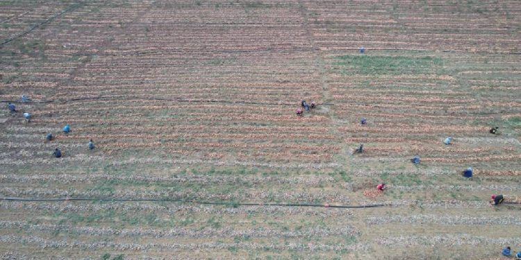 Üretici üretemiyor: "Eve soğanı pazardan götürüyoruz"