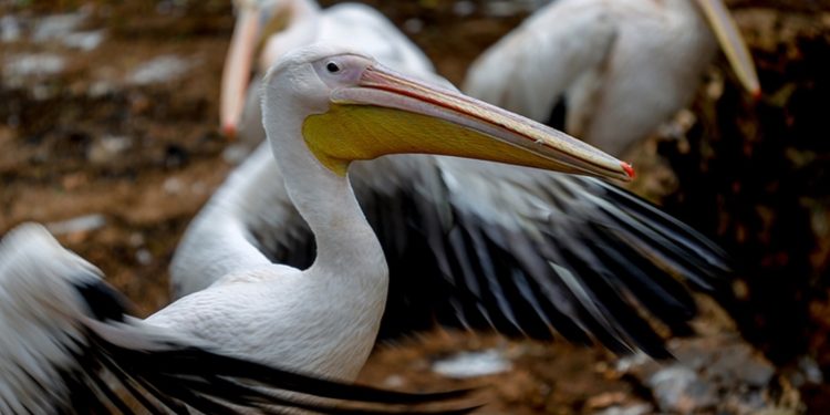 13 bin pelikan öldü, acil durum ilan edildi