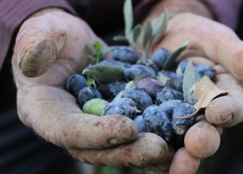 Cizîr’de zeytin hasadı