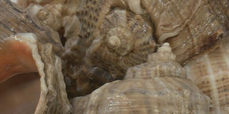 Aşırı avlanma Karadeniz'de deniz salyangozu stokunu yüzde 20 azalttı