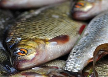 Boğaza kaçan balık kılçığından kurtulun! 1 dakikada işe yarayan en etkili yöntem