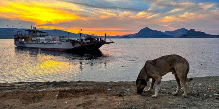 Dersim'de feribot seferinde en yoğun saatin geliri, sokak hayvanlarına