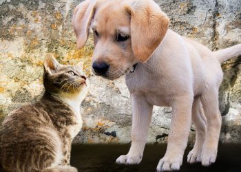 Evcil hayvanlar için çip zorunluluğu: Sokaktan sahiplenmede çip kuralları belli oldu