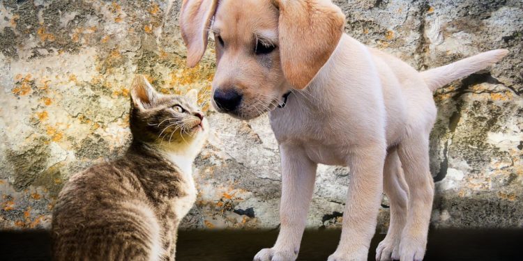 Evcil hayvanlar için çip zorunluluğu: Sokaktan sahiplenmede çip kuralları belli oldu