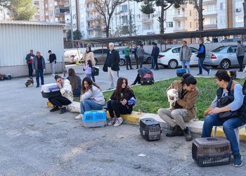 Evcil hayvanlara çip için son günler: Kuyruklar uzuyor