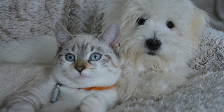 Evcil hayvanlara çip taktırma süresinin uzatılması için başvuru