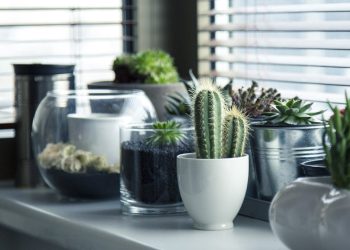 Hava kalitesini yükseltiyor, hastalıkları önlüyor: İşte her evde bulunması gereken bitkiler…