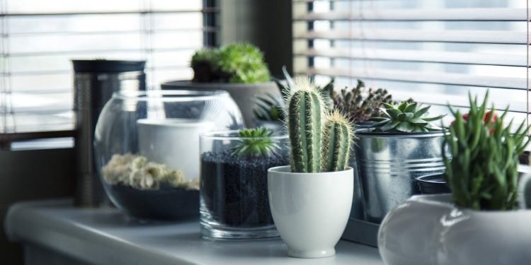 Hava kalitesini yükseltiyor, hastalıkları önlüyor: İşte her evde bulunması gereken bitkiler…