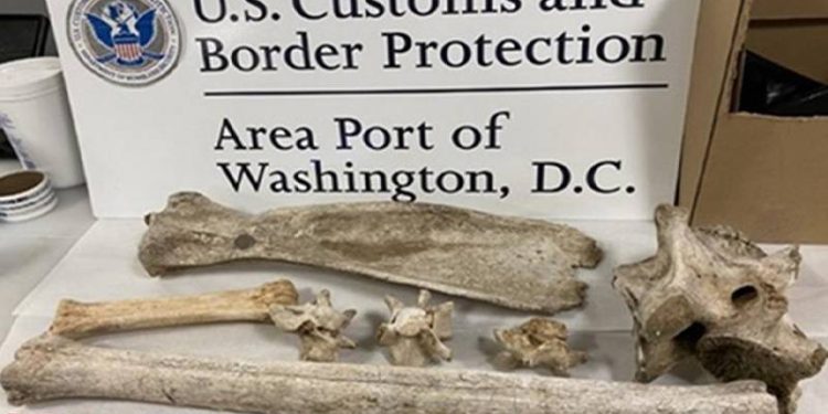 Havalimanı güvenliğinin durdurduğu yolcunun üzerinden zebra ve zürafa kemikleri çıktı