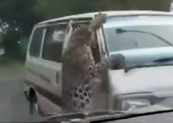 Hindistan'da ormandan gelen leopar çevredekilere saldırdı!