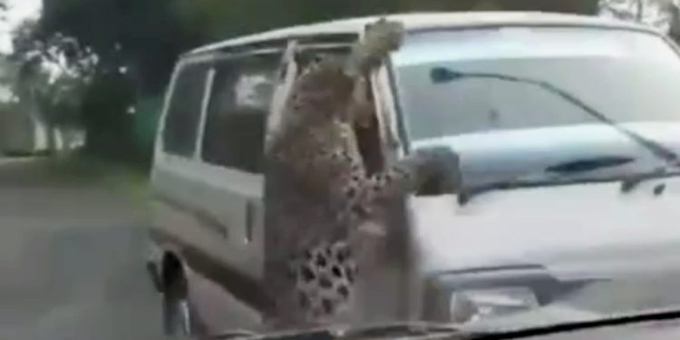 Hindistan'da ormandan gelen leopar çevredekilere saldırdı!
