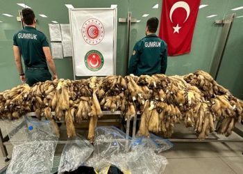 İstanbul Havalimanı'nda 1200 samur postu ele geçirildi: Piyasa değeri 1 milyon 450 bin TL