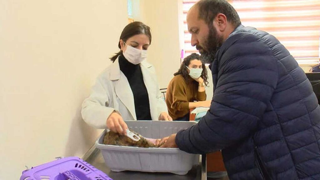 İstanbul İl Tarım Müdürü: 220 bin kedi, 103 bin köpeğe çip takıldı