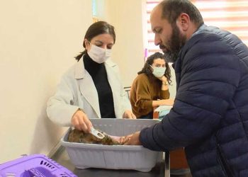 İstanbul İl Tarım Müdürü: 220 bin kedi, 103 bin köpeğe çip takıldı