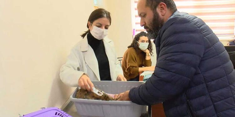 İstanbul İl Tarım Müdürü: 220 bin kedi, 103 bin köpeğe çip takıldı
