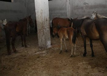 İstanbul’da kaçak kesim baskını: At kesen 2 kişi yakalandı