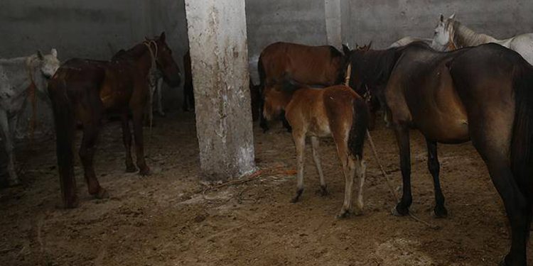 İstanbul’da kaçak kesim baskını: At kesen 2 kişi yakalandı