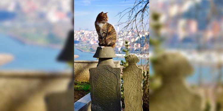 İstanbul'da mezar yeri fiyatlarına da zam: 45 bin liraya yükseldi