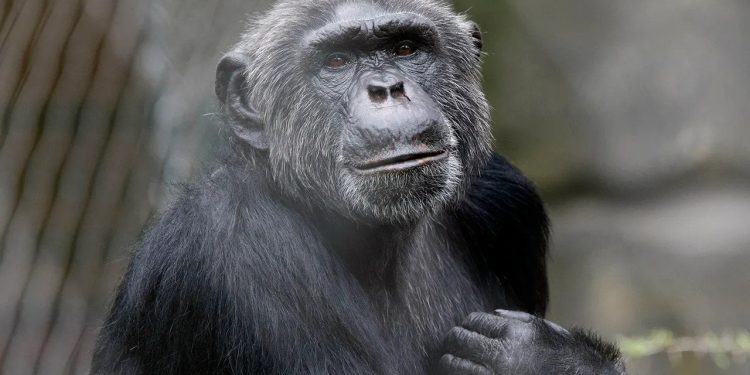 İsveç'te hayvanat bahçesinden kaçan üç şempanze öldürüldü