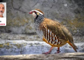 Keklik tutkunları, kuşları silahla vurmanın yasaklanmasını istiyor