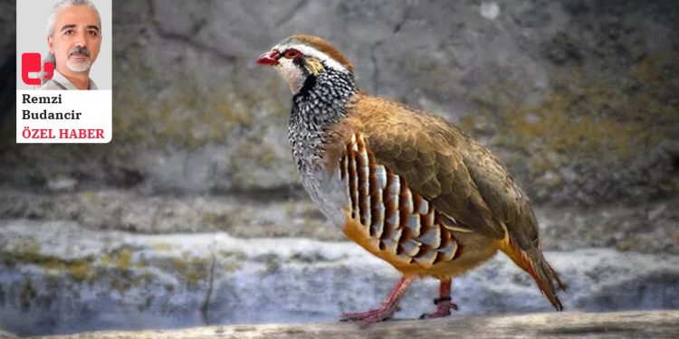 Keklik tutkunları, kuşları silahla vurmanın yasaklanmasını istiyor