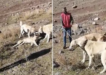 Köpek dövüştüren iki kişi ile video çekene 28 bin 602 TL ceza