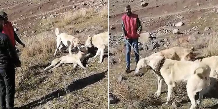 Köpek dövüştüren iki kişi ile video çekene 28 bin 602 TL ceza