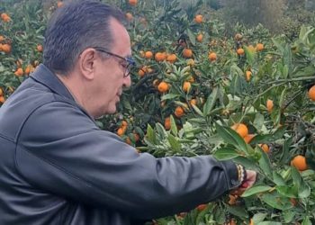 LÖSEV'den çağrı: 500 ton mandalina 20 günde satılmazsa bozulacak