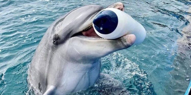 Marmaris’teki gösteri parkında bir yunus daha öldü