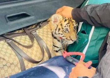 Meksika'da trafik denetiminde bagajdan yavru kaplan çıktı: "İnsanlara alışkın gibi görünüyordu"