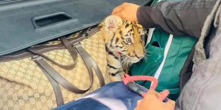 Meksika'da trafik denetiminde bagajdan yavru kaplan çıktı: "İnsanlara alışkın gibi görünüyordu"