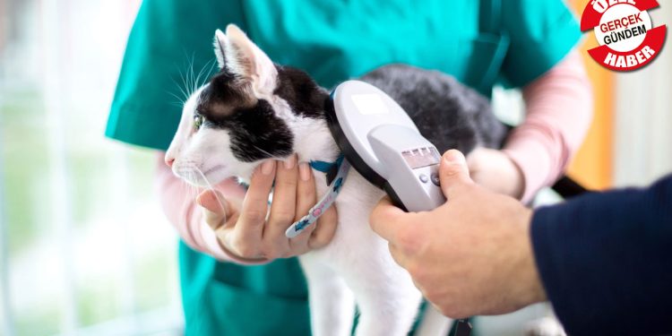 Mikroçip uygulamasının süresi doluyor: "Ayda 150-200 bin mikroçipe ihtiyaç var, Bakanlık süreyi uzatmazsa istenilen hedefe ulaşılamayacak"