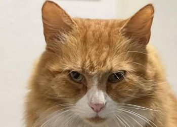 Bazı kediler süpermarketlerde ikamet eder; bazıları ikinci evi olarak bir hastaneyi seçer. İnsanlara garip gelse de bazı kediler hemen her istediği yere gidebiliyor.